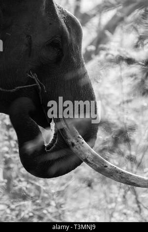 Closeup Schuß eines Elefanten Tusk Stockfoto