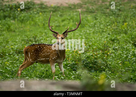 Fabelhafte Aussicht auf den Indischen Spotted Deer Stockfoto