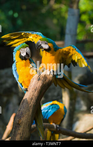 Zwei blau-gelb Aras (Ara Ararauna). Chiang Mai, Thailand Stockfoto