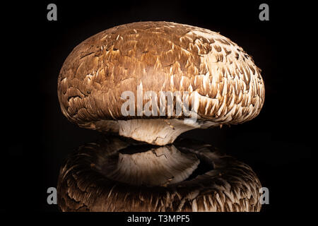 Eine ganze rohe frische braune Champignons Portobello auf schwarzem Glas isoliert Stockfoto