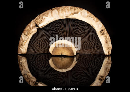 Die Hälfte der frischen braunen Pilz Portobello auf schwarzem Glas isoliert Stockfoto