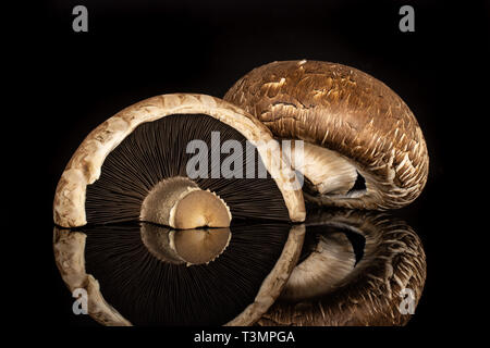 Gruppe von einer ganzen Hälfte der Rohe frische braune Champignons Portobello auf schwarzem Glas isoliert Stockfoto