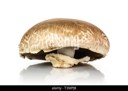 Eine ganze Frische braune Champignons Portobello auf weißem Hintergrund Stockfoto