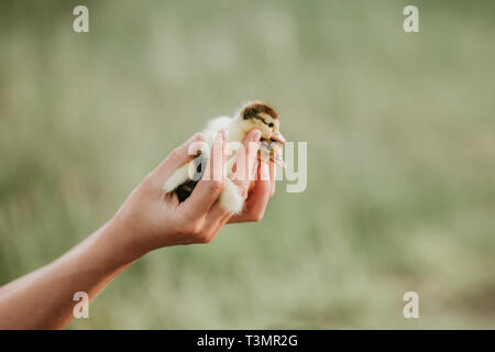 Zwei kleine Entenküken, die auf den Händen. kleine gelbe Entenküken in den Händen von Frau. closeup, mit unscharfen Hintergrund, im Freien Stockfoto