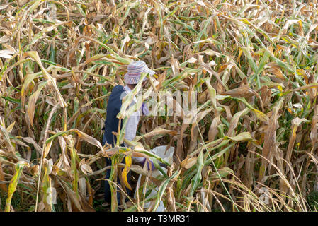 Chinesische Bauer arbeitet in einem Maisfeld. In der Nähe von Shaxi, Jianchuan County, Dali Präfektur, Provinz Yunnan, China fotografiert. Stockfoto