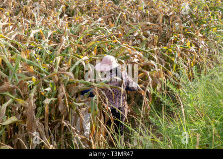 Chinesische Bauer arbeitet in einem Maisfeld. In der Nähe von Shaxi, Jianchuan County, Dali Präfektur, Provinz Yunnan, China fotografiert. Stockfoto