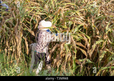 Chinesische Bauer arbeitet in einem Maisfeld. In der Nähe von Shaxi, Jianchuan County, Dali Präfektur, Provinz Yunnan, China fotografiert. Stockfoto