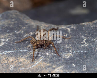 Ein kleiner Wolf Spider auf Schiefer, Pardose sp Stockfoto