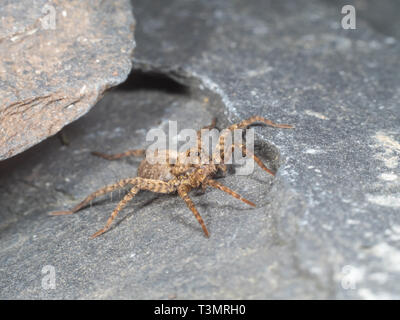 Ein kleiner Wolf Spider auf Schiefer, Pardose sp Stockfoto