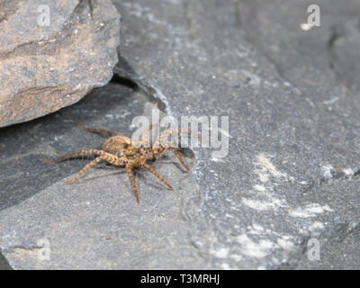 Ein kleiner Wolf Spider auf Schiefer, Pardose sp Stockfoto