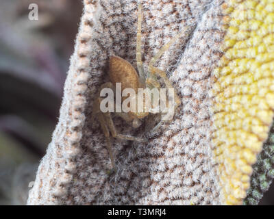 Crab Spider, Philodromus sp, versteckt auf einem Salbei Blatt Stockfoto