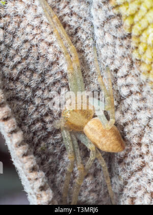 Crab Spider, Philodromus sp, versteckt auf einem Salbei Blatt Stockfoto