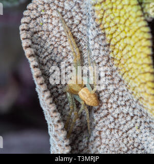 Crab Spider, Philodromus sp, versteckt auf einem Salbei Blatt Stockfoto