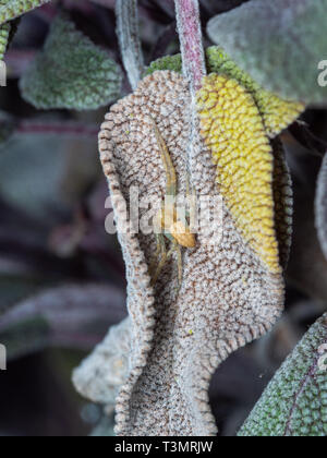 Crab Spider, Philodromus sp, versteckt auf einem Salbei Blatt Stockfoto