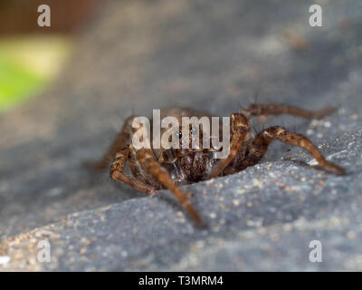 Ein kleiner Wolf Spider auf Schiefer, Pardose sp Stockfoto