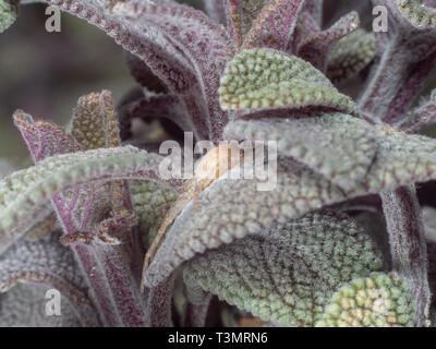 Crab Spider, Philodromus sp, versteckt auf einem Salbei Blatt Stockfoto