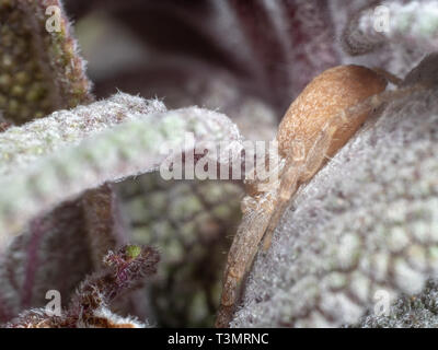 Crab Spider, Philodromus sp, versteckt auf einem Salbei Blatt Stockfoto