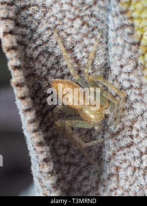 Crab Spider, Philodromus sp, versteckt auf einem Salbei Blatt Stockfoto