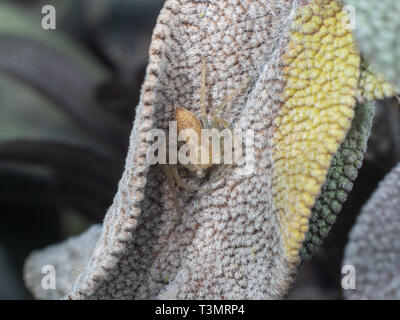 Crab Spider, Philodromus sp, versteckt auf einem Salbei Blatt Stockfoto