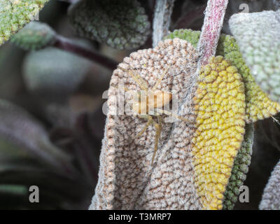 Crab Spider, Philodromus sp, versteckt auf einem Salbei Blatt Stockfoto