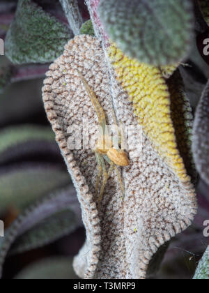 Crab Spider, Philodromus sp, versteckt auf einem Salbei Blatt Stockfoto