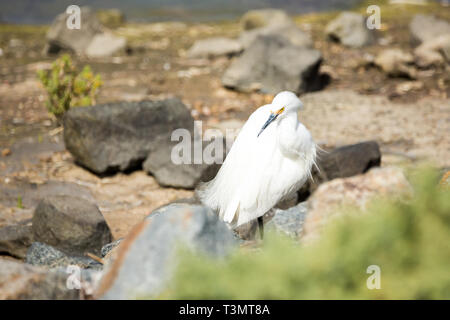 Snowy Egret sein Gefieder putzen auf einer felsigen Halbinsel Stockfoto