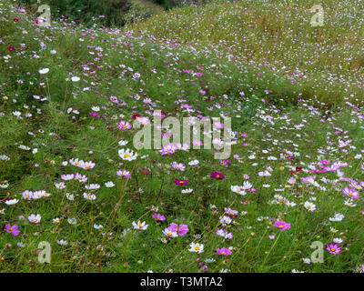 Ein Feld der bunten wildflowers in Rot, Rosa, Violett und Weiß. Im September 2004 in der Provinz Yunnan, China fotografiert. Stockfoto