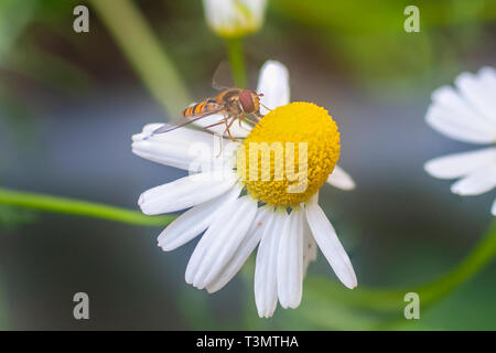 Eine Wespe (Europäische hornisse Vespa crabro) der Besuch einer Kamille Blüte (Anthemis cotula) Pflanze. In Israel im Frühjahr im April fotografierte Stockfoto