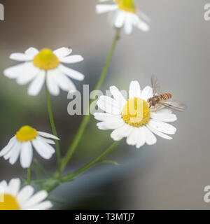 Eine Wespe (Europäische hornisse Vespa crabro) der Besuch einer Kamille Blüte (Anthemis cotula) Pflanze. In Israel im Frühjahr im April fotografierte Stockfoto