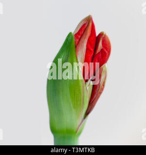 Ausschneiden einer Blüte rot Hippeastrum Blume. (Manchmal falsch Amaryllis, genannt). Die sich aus der Knospe. In Israel im März fotografiert. Stockfoto