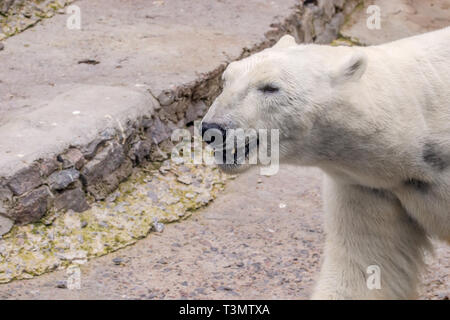 Bild eines wilden Säugetier Tier Eisbär im Zoo Stockfoto