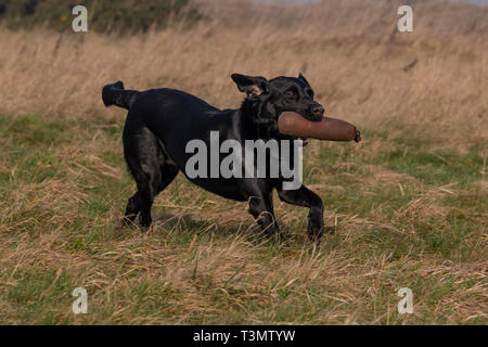 Labrador Gundogs Stockfoto