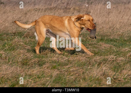 Labrador Gundogs Stockfoto