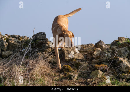 Labrador Gundogs Stockfoto