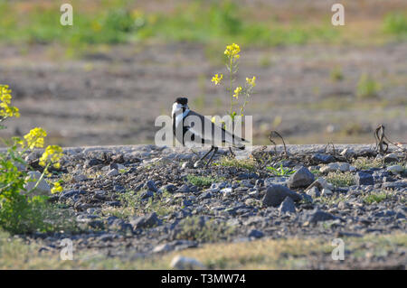 Sporn - winged Kiebitz (Vanellus Spinosus) durch Wasser, fotografiert im Hula-tal, Israel im März Stockfoto