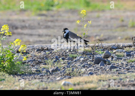 Sporn - winged Kiebitz (Vanellus Spinosus) durch Wasser, fotografiert im Hula-tal, Israel im März Stockfoto