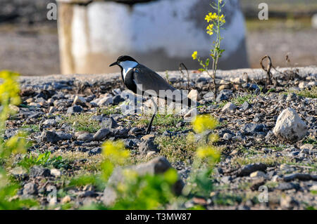 Sporn - winged Kiebitz (Vanellus Spinosus) durch Wasser, fotografiert im Hula-tal, Israel im März Stockfoto