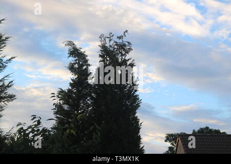 Bäume im Vordergrund und ein bewölkter Himmel im Hintergrund Stockfoto