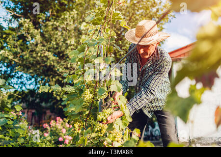 Bauer sammeln Ernte der Trauben auf ökologische Farm. Ältere Menschen in hat die Trauben mit gartenschere. Gartenbau, Landwirtschaft Konzept Stockfoto