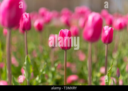 Tulpen blühen auf blured Hintergrund. Selektiver Fokus, Vintage getonten Bild Stockfoto