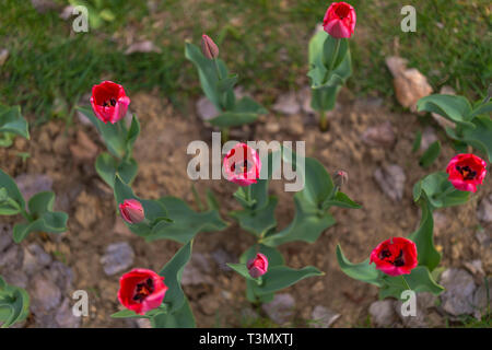 Tulpen blühen auf blured Hintergrund. Selektiver Fokus, Vintage getonten Bild Stockfoto