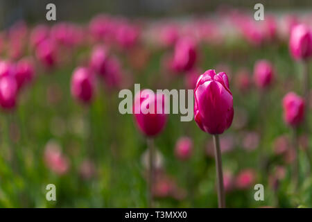 Tulpen blühen auf blured Hintergrund. Selektiver Fokus, Vintage getonten Bild Stockfoto