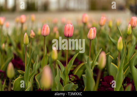 Tulpen blühen auf blured Hintergrund. Selektiver Fokus, Vintage getonten Bild Stockfoto