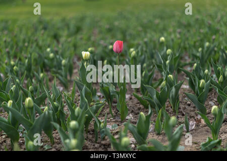 Tulpen blühen auf blured Hintergrund. Selektiver Fokus, Vintage getonten Bild Stockfoto