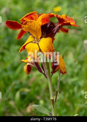 Erysimum aka Mauerblümchen Blumen im Freien. Helle und duftenden Frühling Garten pflanzen. Orange und Gelb. Stockfoto