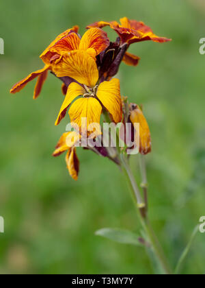 Erysimum aka Mauerblümchen Blumen im Freien. Helle und duftenden Frühling Garten pflanzen. Defokussiertem Hintergrund. Stockfoto