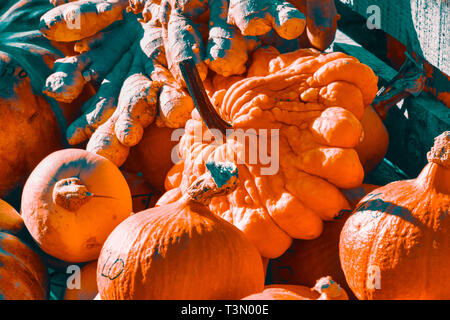 Göppingen, Deutschland - Oktober 08, 2016: Anordnung der bunten mini Kürbisse und andere Gemüse auf einem lokalen Markt Kunden gewinnen. Stockfoto