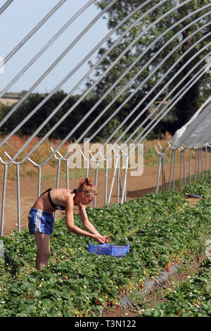 Polnischen Wanderarbeitnehmer Kommissionierung Erdbeeren im Bretforton. Fusion Personal 06/09/2005 Stockfoto