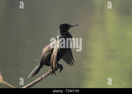 Indische Kormoran auf Ästen thront, Keoladeo Nationalpark, Rajasthan Stockfoto