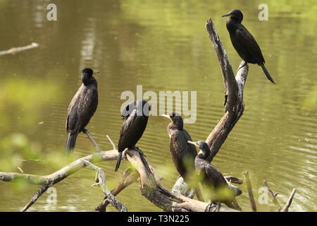 Indische krähenscharben oder Kormorane auf Ästen thront, Keoladeo Nationalpark, Rajasthan Stockfoto